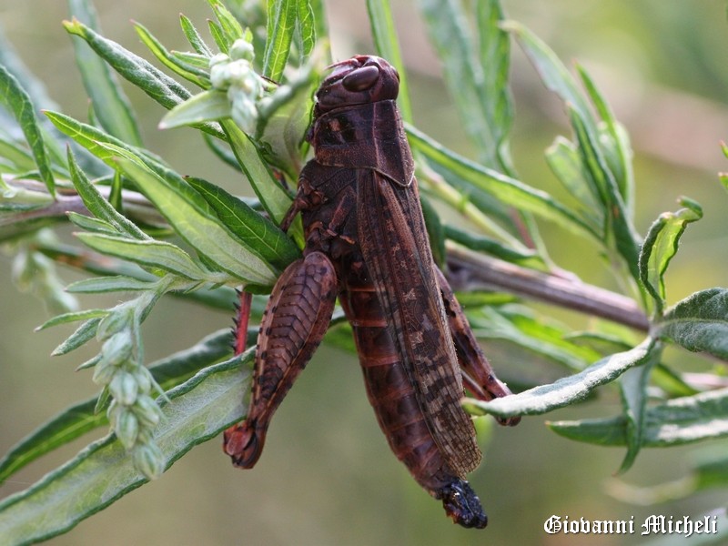 Calliptamus italicus ucciso dal fungo Entomophaga grylli  e Pezotettix giornae